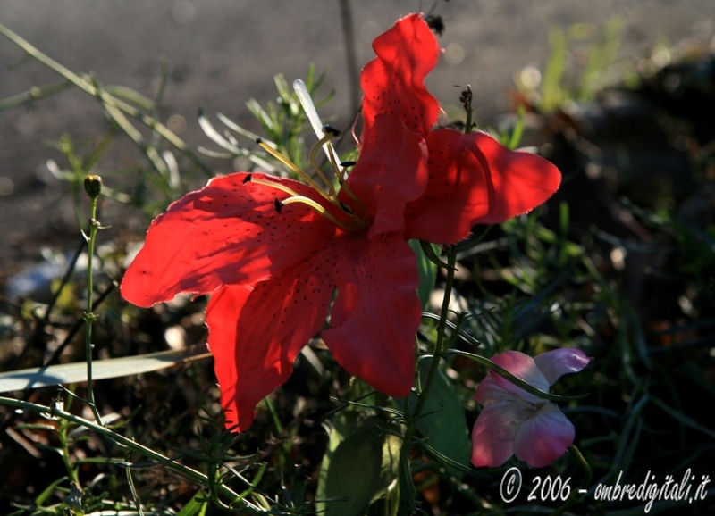 Fiore lungo il ciglio della strada