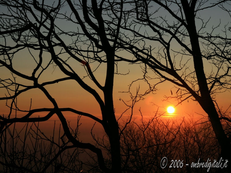 Tramonto fra gli alberi