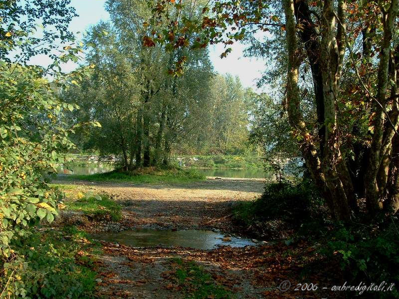 Fiume Oglio - bosco sulla riva