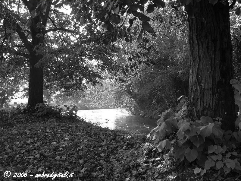 Fiume Oglio - Seriola nel bosco